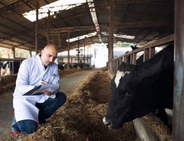 gwala-about-us-cow-test